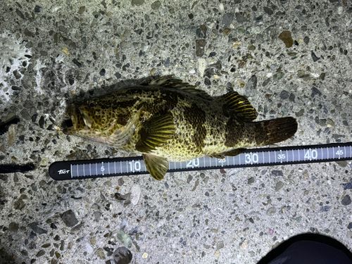 タケノコメバルの釣果