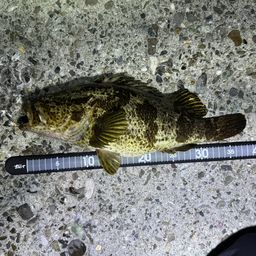 タケノコメバル