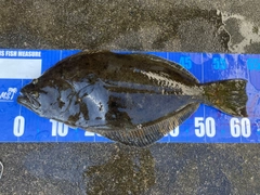 ヒラメの釣果