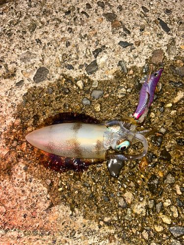 アオリイカの釣果