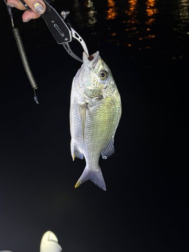 キビレの釣果