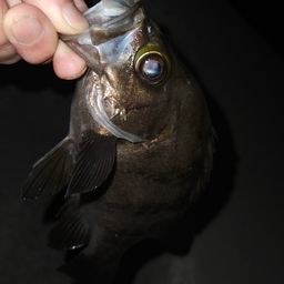メバル