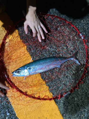 ゴマサバの釣果