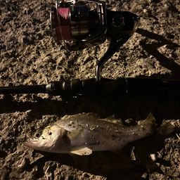 セイゴ（タイリクスズキ）