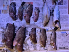 ネイリの釣果