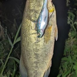 ブラックバス