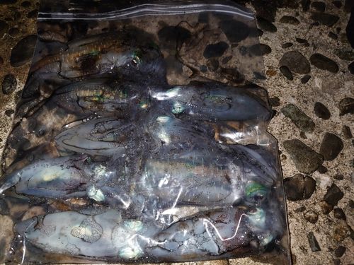 アオリイカの釣果