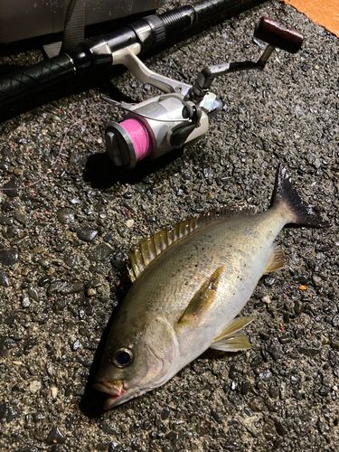 イサキの釣果