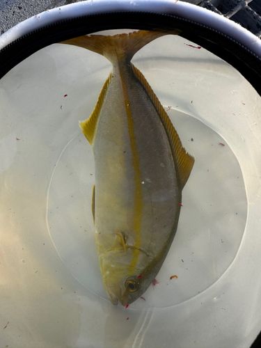 ショゴの釣果