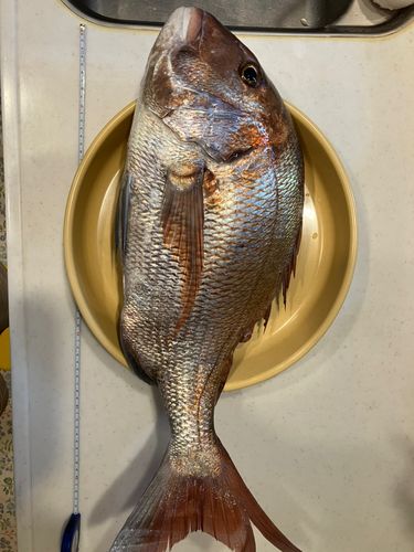タイの釣果