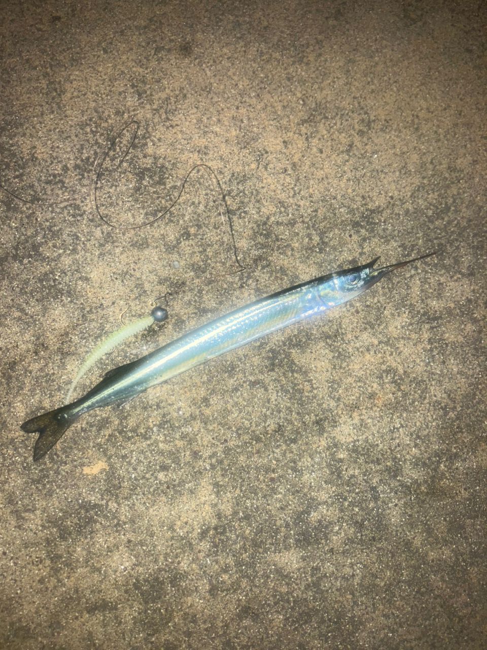 サヨリ