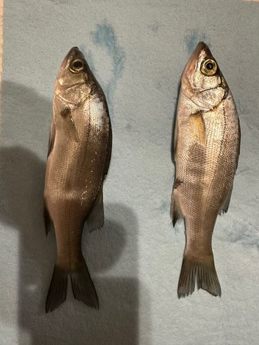 片浜海岸