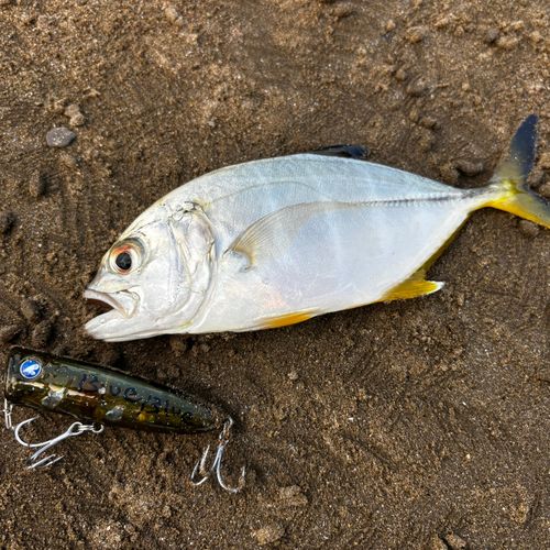メッキの釣果