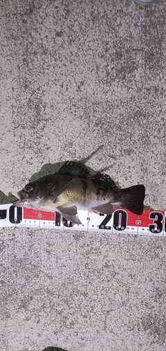 メバルの釣果