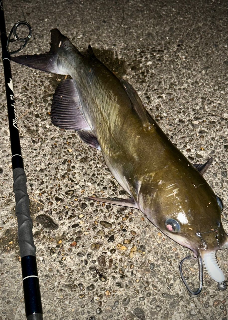 アメリカナマズ