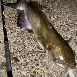 アメリカナマズ