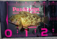 カサゴの釣果