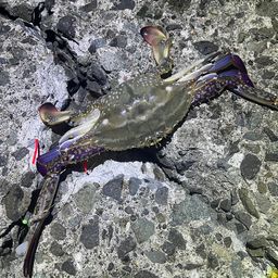 ワタリガニ