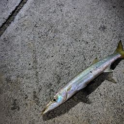 カマス