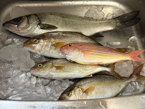 ヒラスズキの釣果