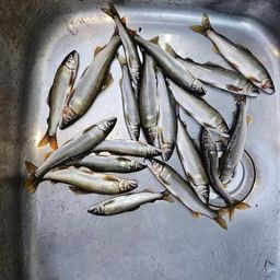 ウナギ