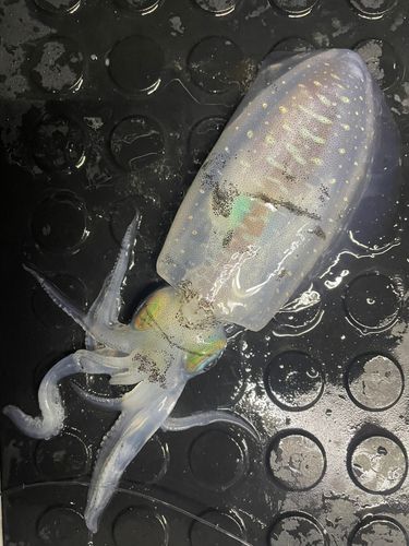 寺泊沖