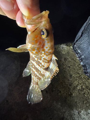 キジハタの釣果