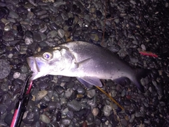 フッコ（ヒラスズキ）の釣果