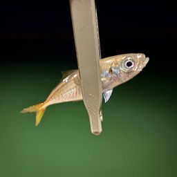 アジ