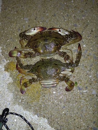 博多湾