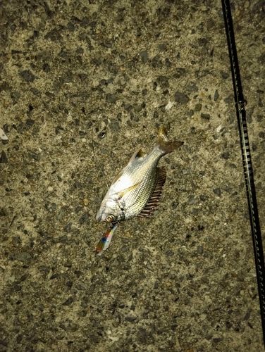 キビレの釣果