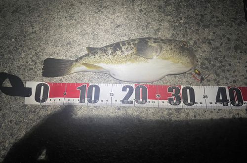 ショウサイフグの釣果