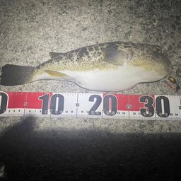 ショウサイフグ