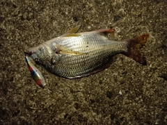 キビレの釣果