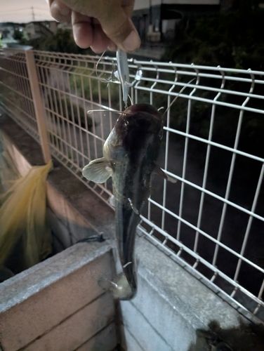 ナマズの釣果