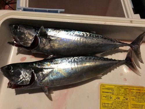 館山湾
