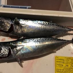 ソウダガツオ