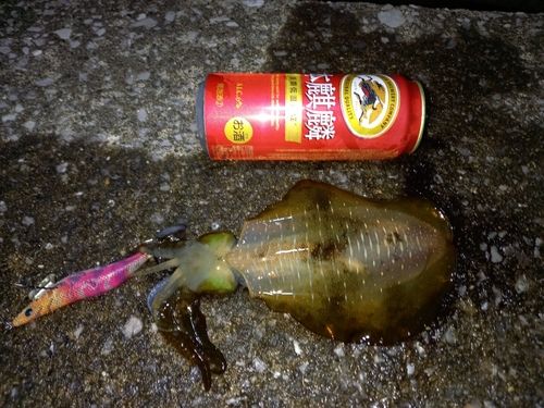 アオリイカの釣果