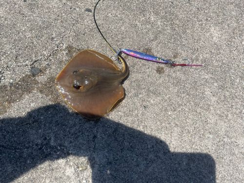 エイの釣果