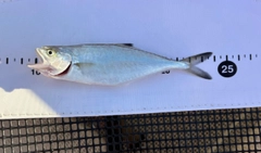クロサギの釣果