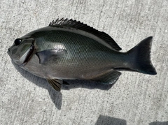 メジナの釣果