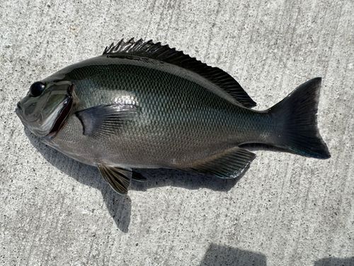 メジナの釣果