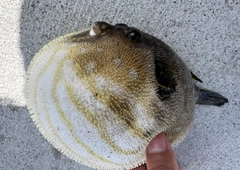 ショウサイフグの釣果