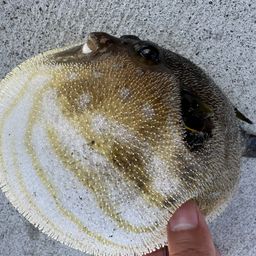 サザナミフグ