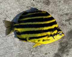 カゴカキダイの釣果