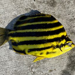 カゴカキダイ