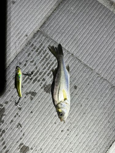 スズキの釣果