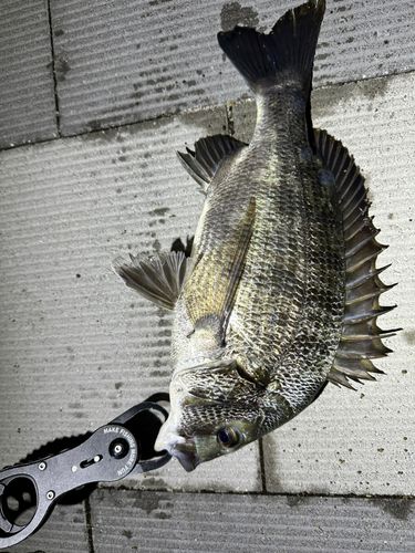 チヌの釣果