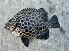 イシガキダイの釣果