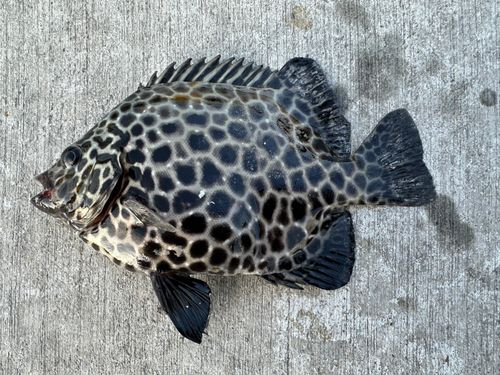 イシガキダイの釣果